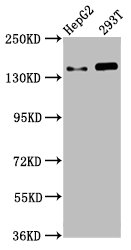 SMC5 Polyclonal Antibody