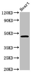 CERS3 Polyclonal Antibody (100 µl)
