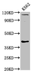 CCNY Polyclonal Antibody (100 µl)