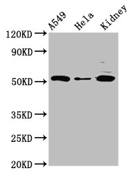 FICD Polyclonal Antibody