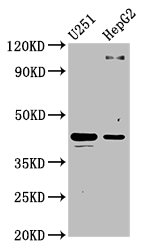 C1GALT1 Polyclonal Antibody