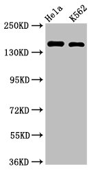 CDK12 Polyclonal Antibody