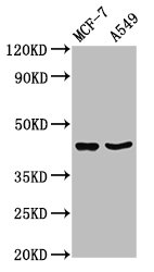 EGR3 Polyclonal Antibody