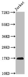 2-Hydroxyisobutyryl HIST1H3A (K122) Polyclonal Antibody