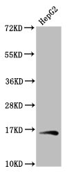 HIST1H3A (Ab-79) Polyclonal Antibody