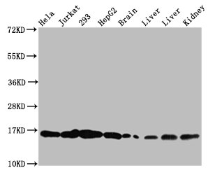 HIST1H3A (Ab-122) Polyclonal Antibody