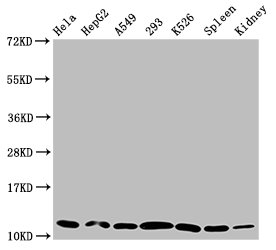 HIST1H4A (Ab-1) Polyclonal Antibody (50 µl)