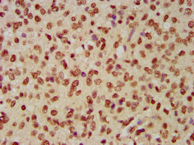 HIST1H4A (Ab-12) Polyclonal Antibody (100 µl)