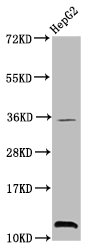 HIST1H4A (K20) Trimethyl Polyclonal Antibody (100 µl)