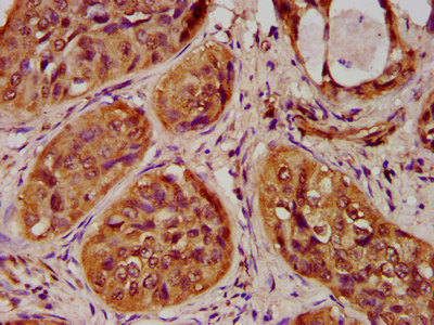HIST1H4A (Ab-20) Polyclonal Antibody