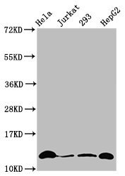 Crotonyl HIST1H4A (K12) Polyclonal Antibody