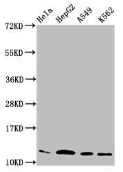 HIST1H4A (Ab-12) Polyclonal Antibody