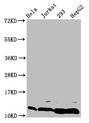 Butyrly HIST1H4A (K5) Polyclonal Antibody