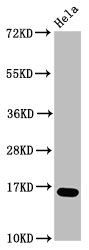 Formyl HIST1H3A (K23) Polyclonal Antibody