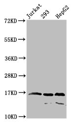 Propionyl HIST1H4A (K31) Polyclonal Antibody