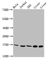 HIST1H3A (Ab-23) Polyclonal Antibody