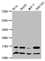 HIST1H4A (Ab-31) Polyclonal Antibody