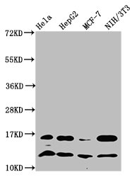 HIST1H4A (Ab-31) Polyclonal Antibody (50 µl)