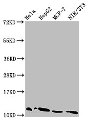 HIST1H4A (Ab-5) Polyclonal Antibody