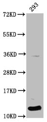 Formyl HIST1H4A (K12) Polyclonal Antibody