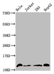 Crotonyl HIST1H4A (K16) Polyclonal Antibody