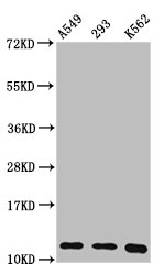 HIST1H4A (Ab-8) Polyclonal Antibody (50 µl)