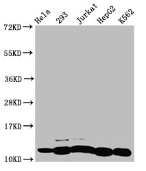 Butyrly HIST1H4A (K8) Polyclonal Antibody