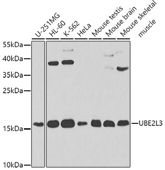 Western blot analysis of extracts of various cell lines, using UBE2L3 Polyclonal Antibody.