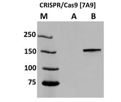 Western Blot:  Shown are the results of WB on protein extracts from untransfected (A) and transfected (B)  HEK293  cells using the Anti-CRISPR-Cas9 mAb.