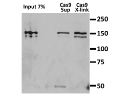 Immunoprecipitation:  HEK293T expressing N-terminally Flag-tagged S.pyogenes Cas9 were lysed 72 hours post transfection. Proteins were immunoprecipitated from 100 ?g of whole cell lysate for 1H at 4