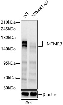 MTMR3 Polyclonal Antibody&nbsp;<img src="images/icon_newarrival.gif" alt="new" border="0">
