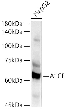A1CF Polyclonal Antibody&nbsp;<img src="images/icon_newarrival.gif" alt="new" border="0">
