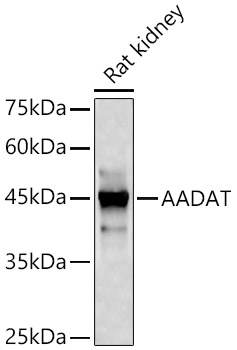 AADAT Polyclonal Antibody&nbsp;<img src="images/icon_newarrival.gif" alt="new" border="0">