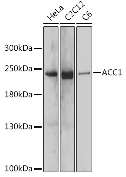 ACC1 Polyclonal Antibody&nbsp;<img src="images/icon_newarrival.gif" alt="new" border="0">