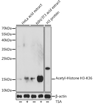 Acetyl-Histone H3-K36 Polyclonal Antibody&nbsp;<img src="images/icon_newarrival.gif" alt="new" border="0">