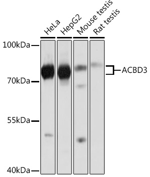 ACBD3 Polyclonal Antibody&nbsp;<img src="images/icon_newarrival.gif" alt="new" border="0">