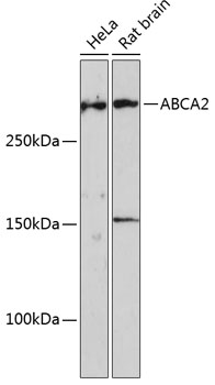 ABCA2 Polyclonal Antibody&nbsp;<img src="images/icon_newarrival.gif" alt="new" border="0">