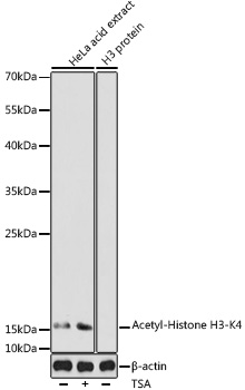 Acetyl-Histone H3-K4 Polyclonal Antibody&nbsp;<img src="images/icon_newarrival.gif" alt="new" border="0">