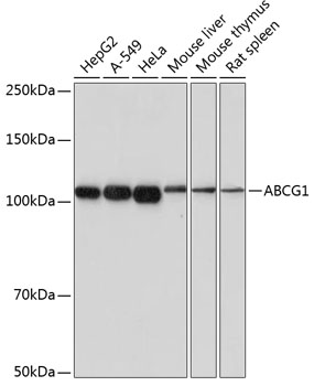 ABCG1 Monoclonal Antibody&nbsp;<img src="images/icon_newarrival.gif" alt="new" border="0">