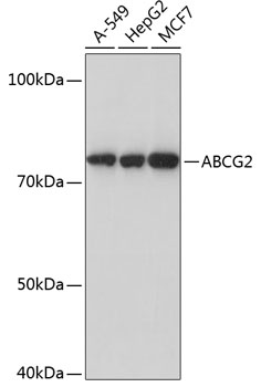 ABCG2 Monoclonal Antibody&nbsp;<img src="images/icon_newarrival.gif" alt="new" border="0">
