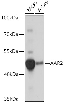 AAR2 Polyclonal Antibody&nbsp;<img src="images/icon_newarrival.gif" alt="new" border="0">