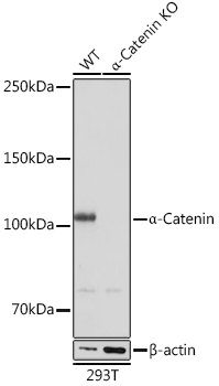 a-Catenin Monoclonal Antibody&nbsp;<img src="images/icon_newarrival.gif" alt="new" border="0">