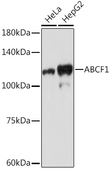 ABCF1 Monoclonal Antibody&nbsp;<img src="images/icon_newarrival.gif" alt="new" border="0">