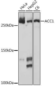 ACC1 Monoclonal Antibody&nbsp;<img src="images/icon_newarrival.gif" alt="new" border="0">
