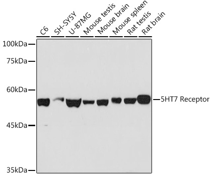 5HT7 Receptor Monoclonal Antibody&nbsp;<img src="images/icon_newarrival.gif" alt="new" border="0">