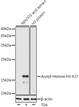 Acetyl-Histone H3-K27 Polyclonal Antibody&nbsp;<img src="images/icon_newarrival.gif" alt="new" border="0">
