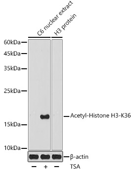 Acetyl-Histone H3-K36 Polyclonal Antibody&nbsp;<img src="images/icon_newarrival.gif" alt="new" border="0">