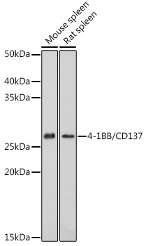 4-1BB/CD137 Polyclonal Antibody&nbsp;<img src="images/icon_newarrival.gif" alt="new" border="0">
