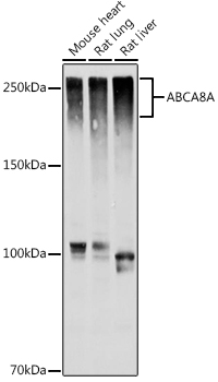 ABCA8A Polyclonal Antibody&nbsp;<img src="images/icon_newarrival.gif" alt="new" border="0">