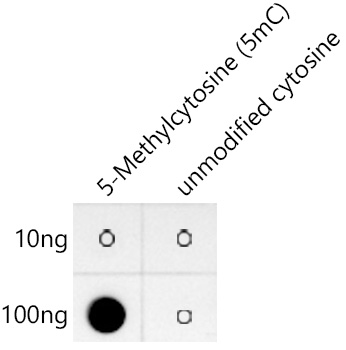 5-Methylcytosine (5mC) Monoclonal Antibody&nbsp;<img src="images/icon_newarrival.gif" alt="new" border="0">